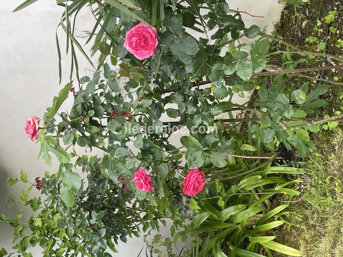 Photo 21 : JARDIN d'une maison située à Sainte-Marie-de-Ré, île de Ré.