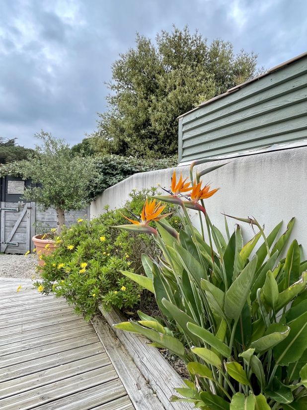 Photo 12 : TERRASSE d'une maison située à Le Bois-Plage-en-Ré, île de Ré.