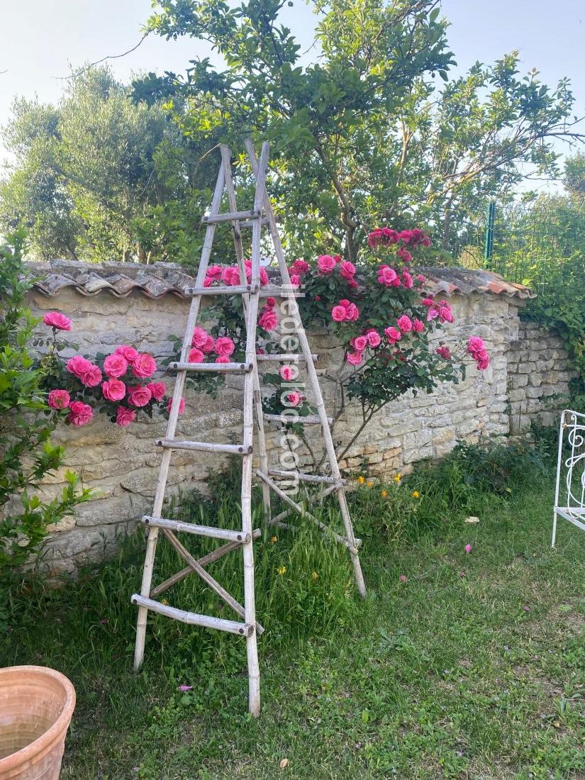 Photo 18 : JARDIN d'une maison située à Ars en Ré, île de Ré.