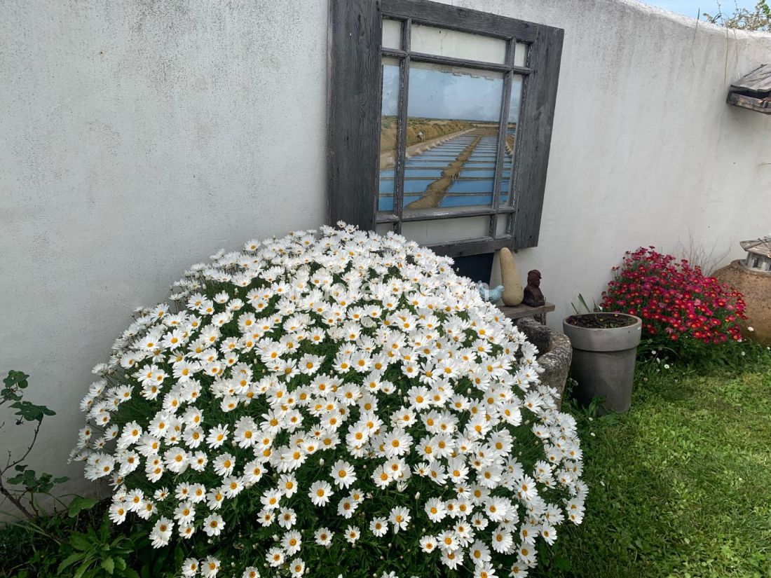 Photo 11 : NC d'une maison située à La Flotte-en-Ré, île de Ré.