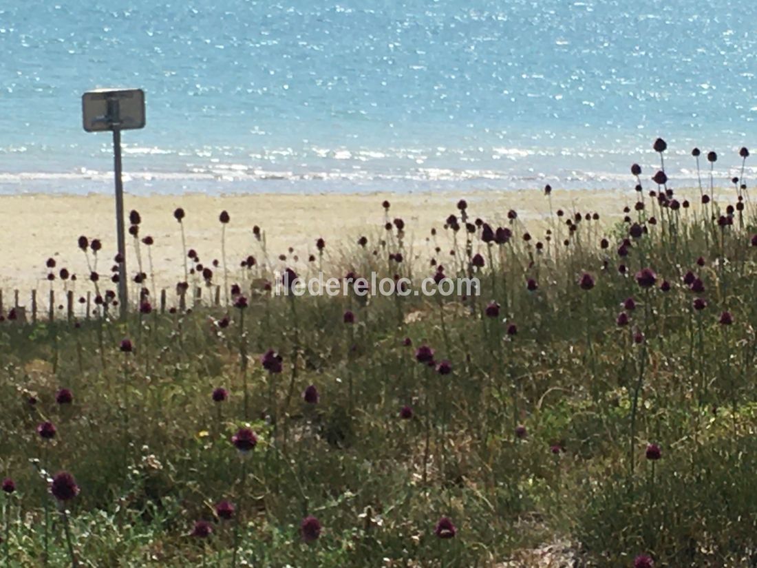 Photo 15 : NC d'une maison située à La Couarde-sur-mer, île de Ré.