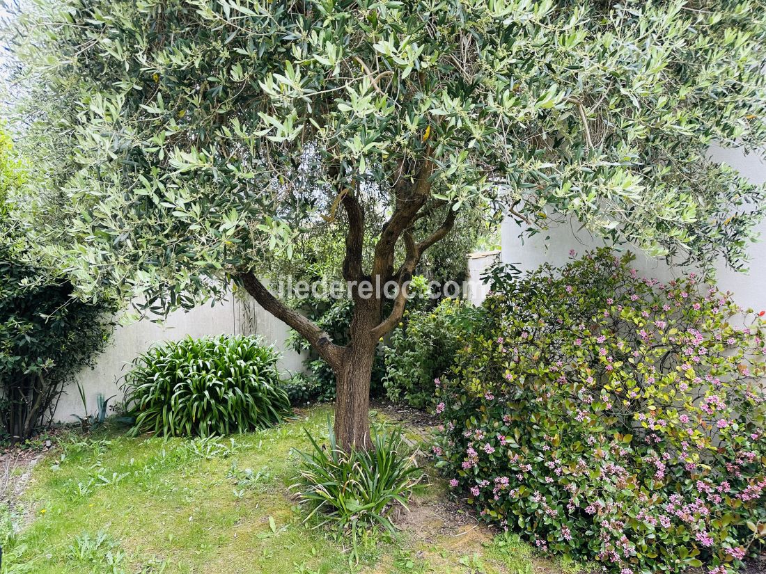 Photo 8 : JARDIN d'une maison située à La Couarde-sur-mer, île de Ré.