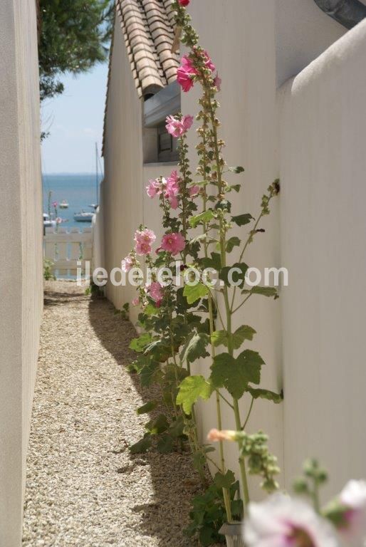 Photo 17 : EXTERIEUR d'une maison située à Rivedoux-Plage, île de Ré.