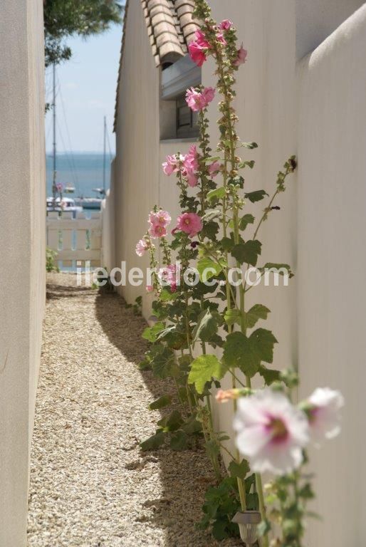 Photo 18 : EXTERIEUR d'une maison située à Rivedoux-Plage, île de Ré.